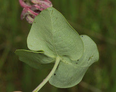 Lonicera × americana