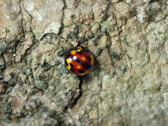 Derispia maculipennis