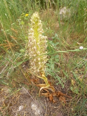 Himantoglossum hircinum