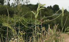 Bromus hordeaceus hordeaceus