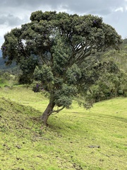 Andesanthus