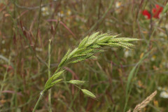 Bromus hordeaceus hordeaceus