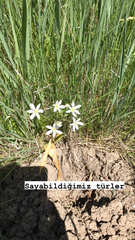 Ornithogalum oligophyllum