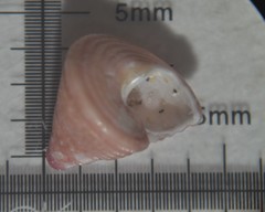 Jujubinus exasperatus