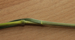 Bromus hordeaceus hordeaceus