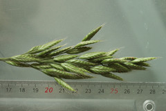 Bromus hordeaceus hordeaceus