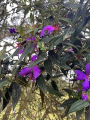Andesanthus