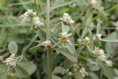 Alternanthera halimifolia
