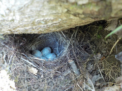 Junco