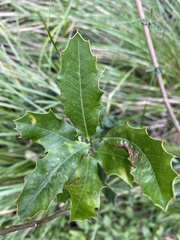 Maytenus ilicifolia