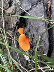 Fungi