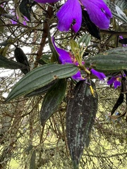 Andesanthus