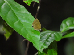 Arhopala major