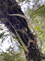 Microgramma squamulosa