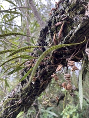 Microgramma squamulosa