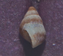 Barleeia unifasciata