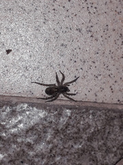 Paratrochosina amica