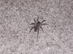 Paratrochosina amica