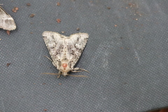 Pachetra sagittigera