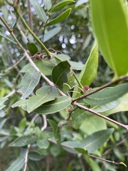 Smilax campestris
