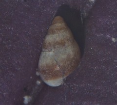 Barleeia unifasciata