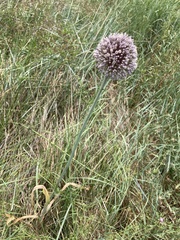 Allium polyanthum