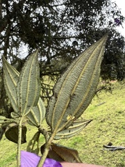 Andesanthus