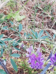 Medicago sativa