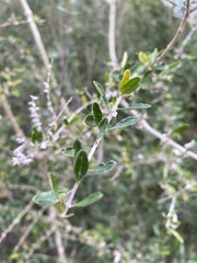 Aloysia gratissima