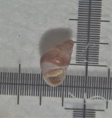 Barleeia unifasciata