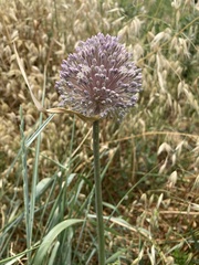 Allium polyanthum