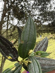 Andesanthus