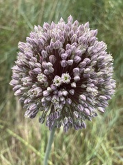 Allium polyanthum