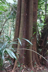 Polyalthia fragrans