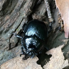 Phelotrupes insulanus