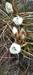 Gentianella muelleriana alpestris