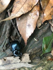 Phelotrupes insulanus
