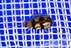 Monolepta vinosa