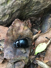 Phelotrupes insulanus