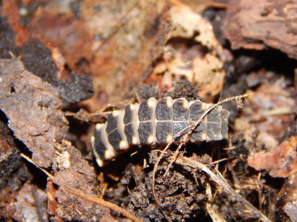 European Glow-worm from Nentershausen, Deutschland on May 22, 2022 at ...