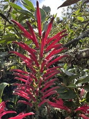 Siphocampylus retrorsus