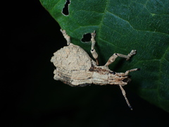 Episomus chinensis