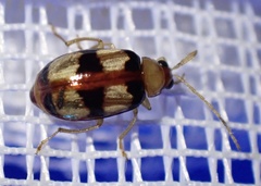 Monolepta vinosa
