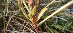 Gentianella muelleriana alpestris