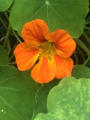 Tropaeolum majus image