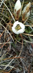 Gentianella muelleriana alpestris