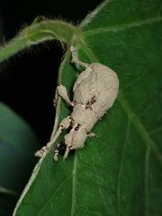 Episomus chinensis