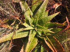 Aloe parvibracteata