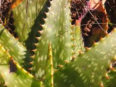 Aloe parvibracteata