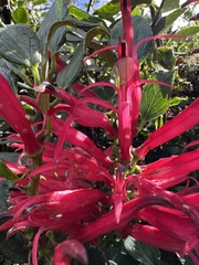 Siphocampylus retrorsus